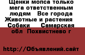 Щенки мопса только мега-ответственным людям - Все города Животные и растения » Собаки   . Самарская обл.,Похвистнево г.